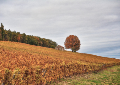 Domaine Julien Gros